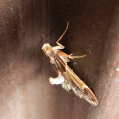 Pyralis farinalis at Cook, ACT - 3 Dec 2017 08:16 AM