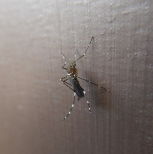 Aedes (Rampamyia) notoscriptus at Cook, ACT - 4 Dec 2017 04:51 PM