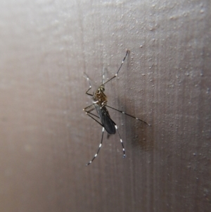 Aedes (Rampamyia) notoscriptus at Cook, ACT - 4 Dec 2017