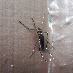 Aedes (Rampamyia) notoscriptus at Cook, ACT - 4 Dec 2017 04:51 PM