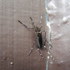 Aedes (Rampamyia) notoscriptus at Cook, ACT - 4 Dec 2017