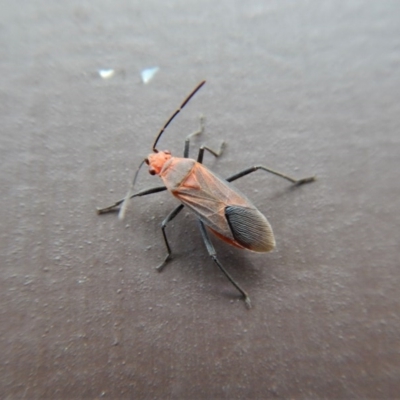 Leptocoris mitellatus (Leptocoris bug) at Cook, ACT - 2 Dec 2017 by CathB