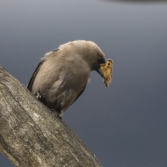 Artamus cyanopterus (Dusky Woodswallow) at Paddys River, ACT - 2 Dec 2017 by AlisonMilton