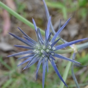 Eryngium ovinum at Jerrabomberra, ACT - 26 Nov 2017 11:01 AM