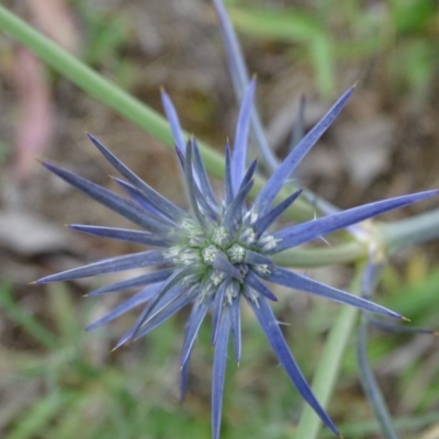 Eryngium ovinum (Blue Devil) at Isaacs Ridge and Nearby - 26 Nov 2017 by Mike