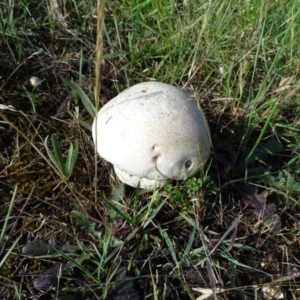 Calvatia sp. at Isaacs, ACT - 3 Dec 2017 06:04 PM