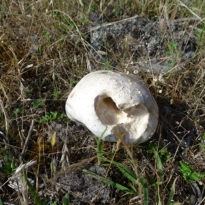 Calvatia sp. at Isaacs, ACT - 3 Dec 2017 06:04 PM