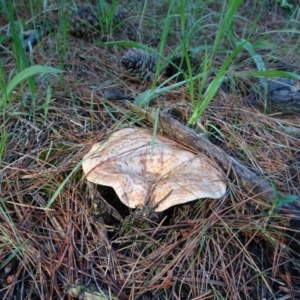 Lactarius deliciosus at Isaacs, ACT - 3 Dec 2017