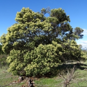 Acacia mearnsii at Isaacs, ACT - 3 Dec 2017