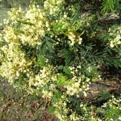 Acacia mearnsii at Isaacs, ACT - 3 Dec 2017 05:38 PM