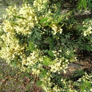 Acacia mearnsii at Isaacs, ACT - 3 Dec 2017