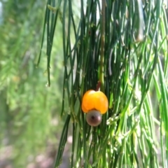 Exocarpos cupressiformis (Cherry Ballart) at Jerrabomberra, ACT - 3 Dec 2017 by Mike