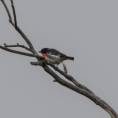 Dicaeum hirundinaceum (Mistletoebird) at Paddys River, ACT - 2 Dec 2017 by Alison Milton