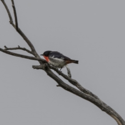 Dicaeum hirundinaceum (Mistletoebird) at Paddys River, ACT - 2 Dec 2017 by Alison Milton