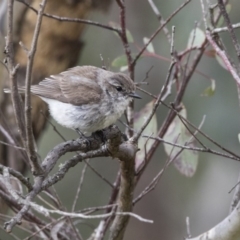 Microeca fascinans (Jacky Winter) at Paddys River, ACT - 3 Dec 2017 by Alison Milton