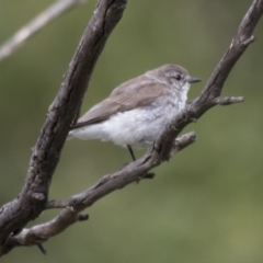 Microeca fascinans at Paddys River, ACT - 3 Dec 2017