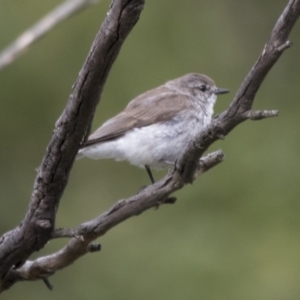 Microeca fascinans at Paddys River, ACT - 3 Dec 2017