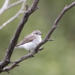 Microeca fascinans at Paddys River, ACT - 3 Dec 2017