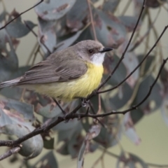 Gerygone olivacea (White-throated Gerygone) at Tharwa, ACT - 2 Dec 2017 by AlisonMilton