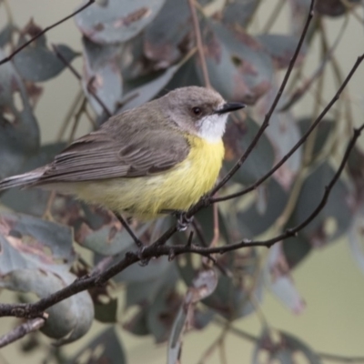 Gerygone olivacea (White-throated Gerygone) at Tharwa, ACT - 2 Dec 2017 by AlisonMilton