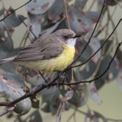 Gerygone olivacea (White-throated Gerygone) at Tharwa, ACT - 3 Dec 2017 by AlisonMilton