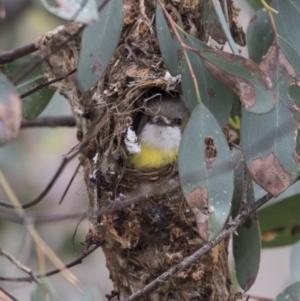 Gerygone olivacea at Tharwa, ACT - 3 Dec 2017 06:48 AM