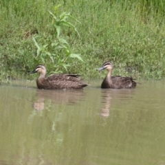 Anas superciliosa (Pacific Black Duck) at Namadgi National Park - 2 Dec 2017 by AlisonMilton