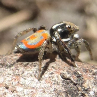 Maratus pavonis (Dunn's peacock spider) at Lerida, NSW - 12 Nov 2017 by smkoh