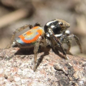 Maratus pavonis at Lerida, NSW - 12 Nov 2017