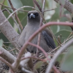 Artamus cyanopterus (Dusky Woodswallow) at Paddys River, ACT - 2 Dec 2017 by AlisonMilton