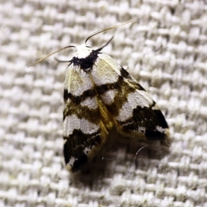 Thallarcha albicollis at O'Connor, ACT - 24 Nov 2017 09:27 PM