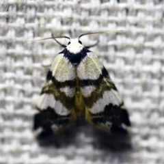 Thallarcha albicollis at O'Connor, ACT - 24 Nov 2017 09:27 PM