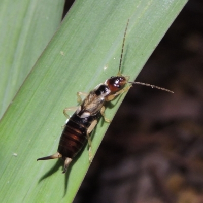 Forficula auricularia (European Earwig) at Conder, ACT - 21 Nov 2017 by MichaelBedingfield