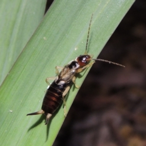 Forficula auricularia at Conder, ACT - 21 Nov 2017