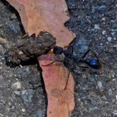 Myrmecia tarsata (Bull ant or Bulldog ant) at Tidbinbilla Nature Reserve - 22 Nov 2017 by RodDeb