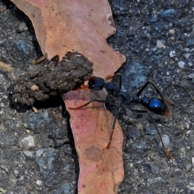 Myrmecia tarsata (Bull ant or Bulldog ant) at Tidbinbilla Nature Reserve - 22 Nov 2017 by RodDeb