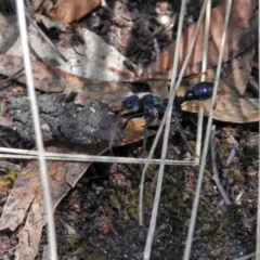 Myrmecia tarsata at Paddys River, ACT - 22 Nov 2017