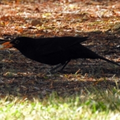 Turdus merula (Eurasian Blackbird) at Macarthur, ACT - 29 Oct 2017 by RodDeb