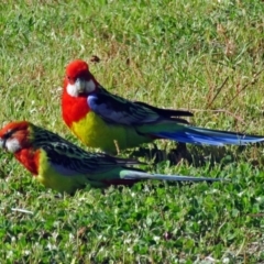 Platycercus eximius (Eastern Rosella) at Macarthur, ACT - 31 Oct 2016 by RodDeb