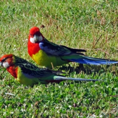 Platycercus eximius (Eastern Rosella) at Macarthur, ACT - 31 Oct 2016 by RodDeb