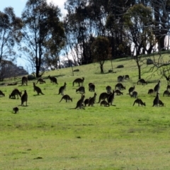 Macropus giganteus (Eastern Grey Kangaroo) at Wanniassa Hill - 31 Aug 2016 by RodDeb