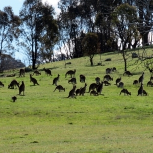 Macropus giganteus at Gilmore, ACT - 31 Aug 2016