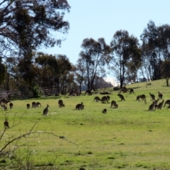 Macropus giganteus at Gilmore, ACT - 31 Aug 2016