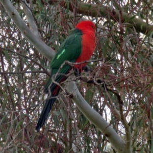 Alisterus scapularis at Macarthur, ACT - 9 Jun 2017