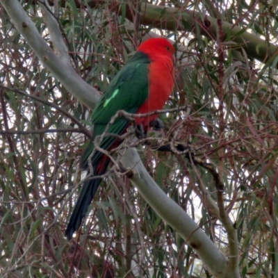 Alisterus scapularis (Australian King-Parrot) at Macarthur, ACT - 9 Jun 2017 by RodDeb