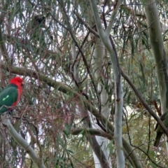 Alisterus scapularis at Macarthur, ACT - 9 Jun 2017