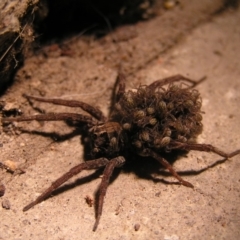 Venatrix sp. (genus) (Unidentified Venatrix wolf spider) at Kambah, ACT - 1 Dec 2017 by MatthewFrawley