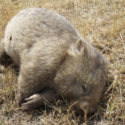 Vombatus ursinus (Common wombat, Bare-nosed Wombat) at QPRC LGA - 25 Jan 2017 by RodDeb