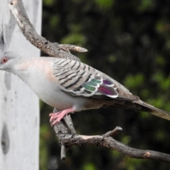 Ocyphaps lophotes (Crested Pigeon) at Macarthur, ACT - 15 Nov 2017 by RodDeb