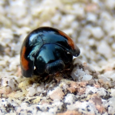 Orcus bilunulatus (Ladybird beetle) at National Zoo and Aquarium - 19 Apr 2016 by RodDeb